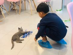 -三花喵·撸猫购宠·宠物生活馆(虹桥南丰城店)