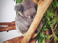 -费瑟代尔野生动物园