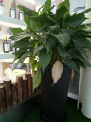 -OnFaer.纹眉半永久无创洗眉