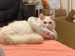 -纳吉亚猫专科动物医院·北北分院