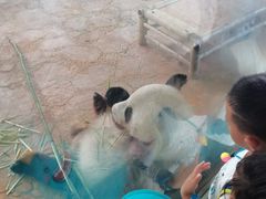 -西霞口神雕山野生动物世界