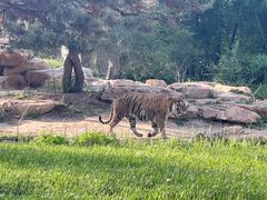-北京野生动物园