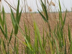 -野鸭湖国家湿地公园
