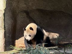 -中国大熊猫保护研究中心雅安碧峰峡基地