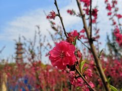 -上海市龙华烈士陵园