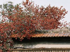-苏州公园(双塔街道)