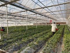 -喜杨洋草莓采摘园