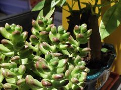 -聆耳·采耳·按摩·SPA(会展中心店)