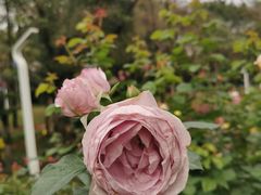 -人民公园(罗湖区)