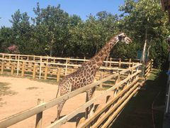 -西霞口神雕山野生动物世界