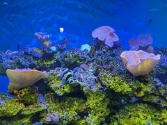 -御唐府海珊瑚主题餐厅