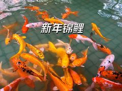 -金花茶公园
