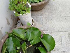 -龙湖东院农庄(乡间小路店)