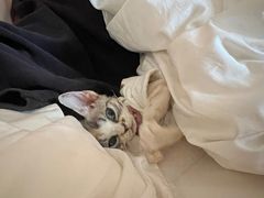 -momokira米努特·德文卷毛猫·棉花面纱犬