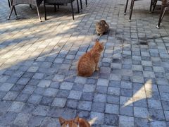 -荷风细雨·中国茶宴(碧云店)