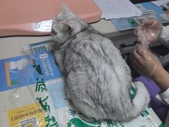 -瑞派宠物医院·24h·骨外科·皮肤科·全科宠物医疗转诊中心(沈阳浑南院)