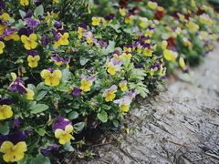 -青岩古镇