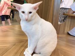 -飞行喵MR PILOT|猫舍·猫咖(静安大融城店)