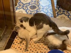 -more than meow吴止猫主题餐厅(承德 中船汇店)