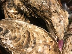-蚝堡海鲜·威海菜·海肠捞饭·烧烤·亚洲吃蚝公司(幸福门店)