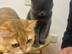 -有喵·猫咖·狗咖·30几只猫10只小狗(岗厦店)