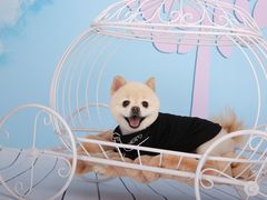 -超宠爱宠物摄影-Super pet