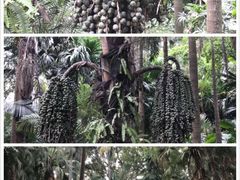 -华南国家植物园-售票处