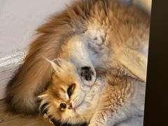 -lincat·猫舍(广州店)