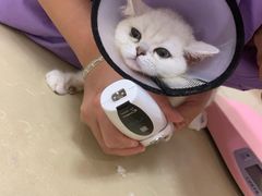 -瑞派康怡24h宠物医院·犬猫医疗中心·微创绝育(瑞景分院)