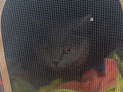 -纳吉亚猫专科动物医院·北北分院