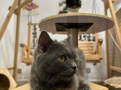 -楼上猫咖(罗湖店)