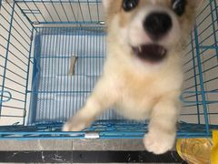 -翊宠yipet猫狗购宠庄园犬舍•猫舍