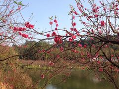 -南国桃园旅游度假区