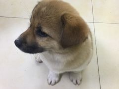-瑞鹏宠物医院·宠保定点·心脏科·内科(御桥分院)