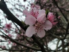 -秀丽东方