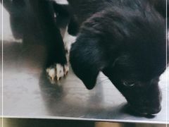 -爱侣宠医·鹦鹉专科·小型哺乳类·异宠专科(灵石路店)