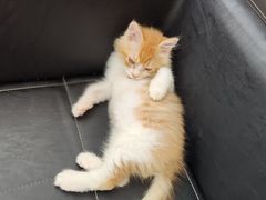 -瑞派长江宠物医院·猫科·外科·24小时夜护(谊城公寓分院)