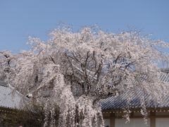 -醍醐寺