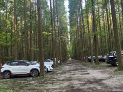 -黄海国家森林公园