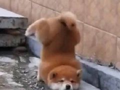 -鲜芋仙Meet Fresh(五道口店)