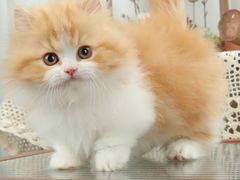 -钦宠·猫咪售卖·洗护·寄养(东圃旗舰店)