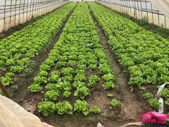 -海上花岛玫瑰园采摘