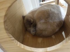 -藏猫猫咖啡主题馆(中央大道店)