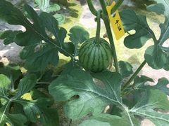 -迪茵湖田家舍生态农场