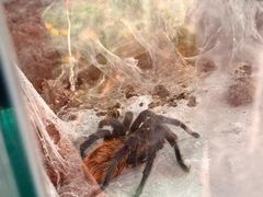 -上海大自然野生昆虫馆(东方明珠·爬宠昆虫探索中心)