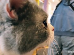 -万小咖.猫咖(中山路天虹店)