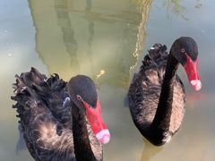 -梧桐人家中国太平国际健康颐养社区