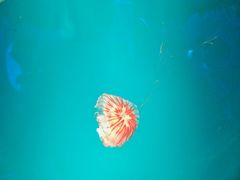 -芜湖新华联大白鲸海洋公园