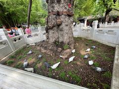 -潭柘寺景区