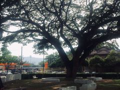 榴莲-阿龙榴莲摊